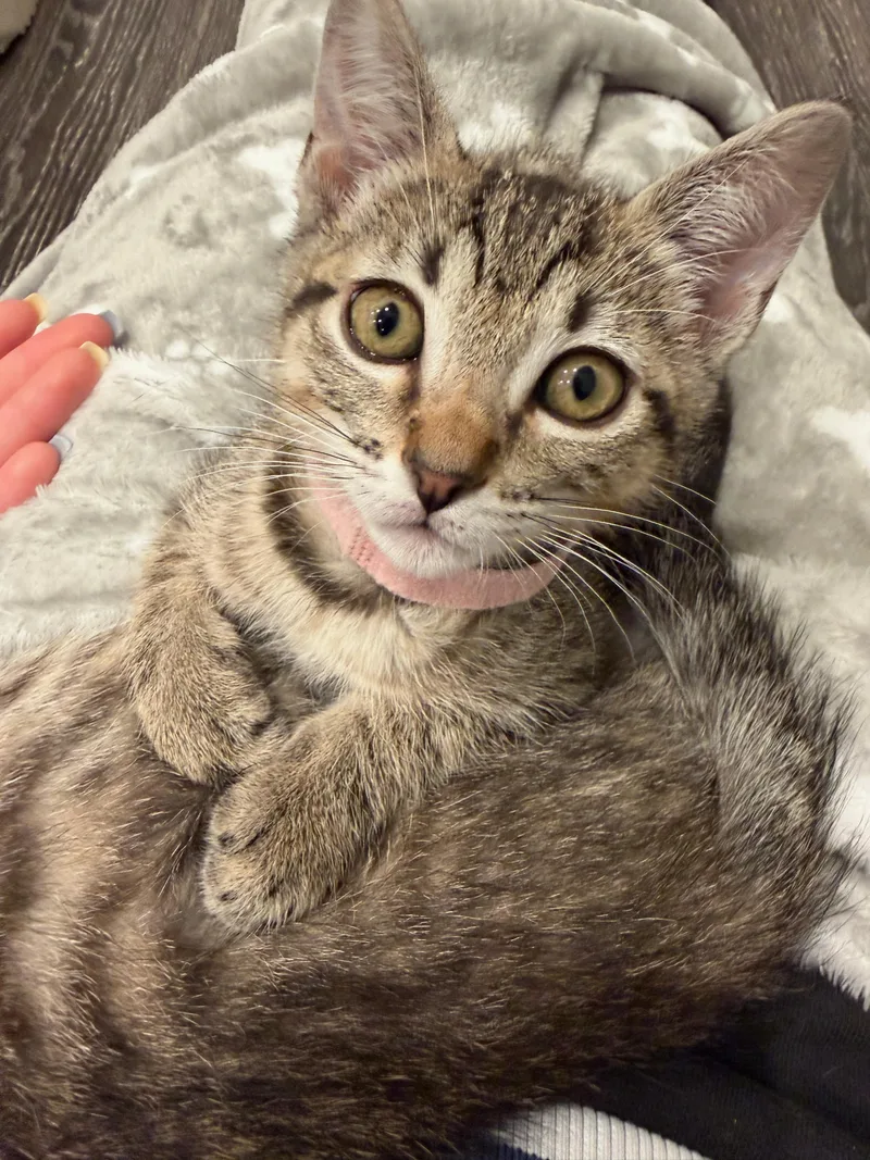 A baby medium-sized female Tabby (Gray / Blue / Silver) Domestic Short Hair cat named Marie for adoption in Fort Worth, TX