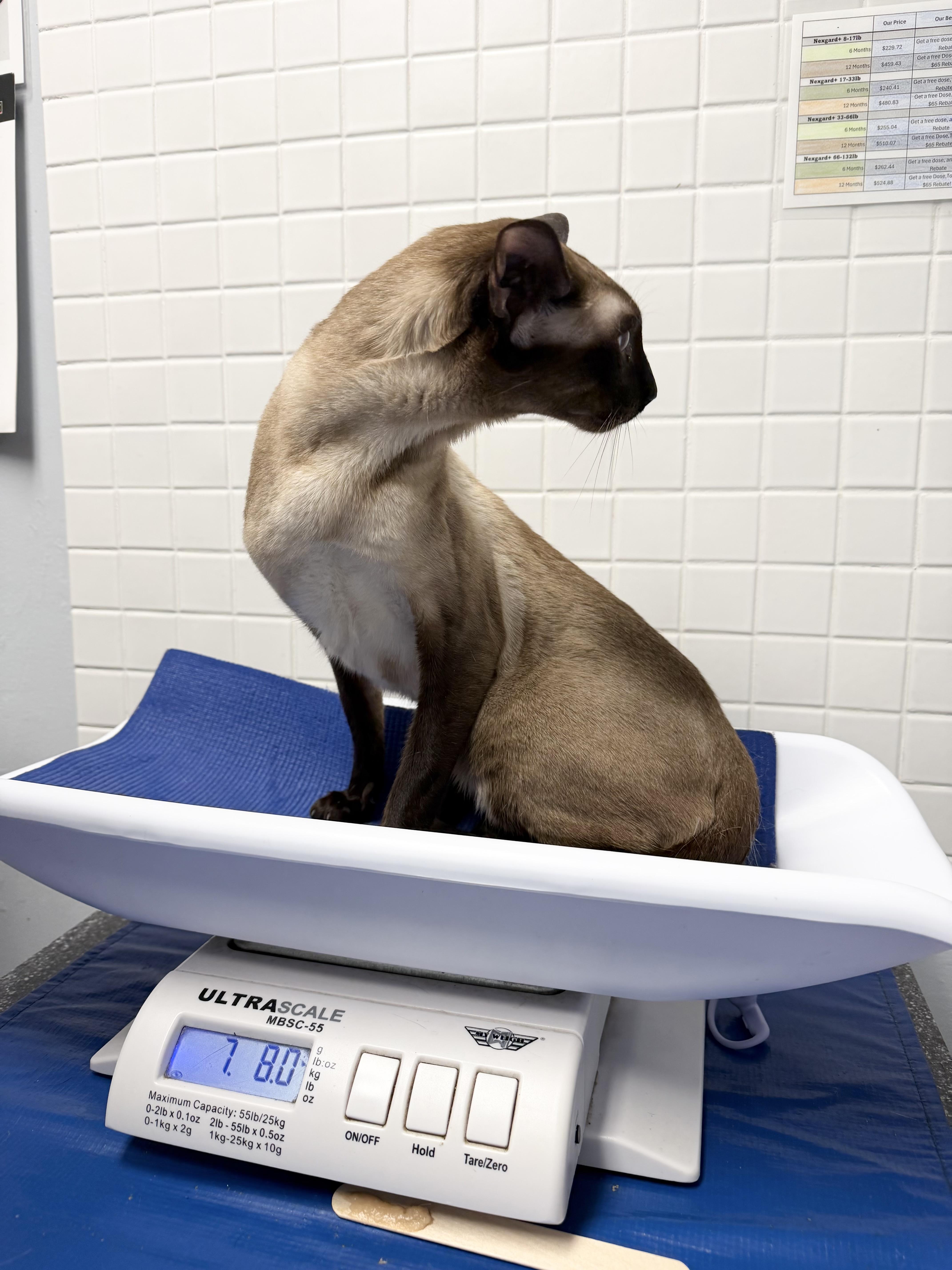 An adult medium-sized male Seal Point Siamese cat named Antonio & Alexa for adoption in Kennebunk , ME