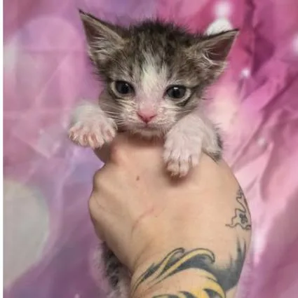 A baby small-sized female Brown / Chocolate Domestic Short Hair cat named Belly Carlsbad for adoption in Denver, CO