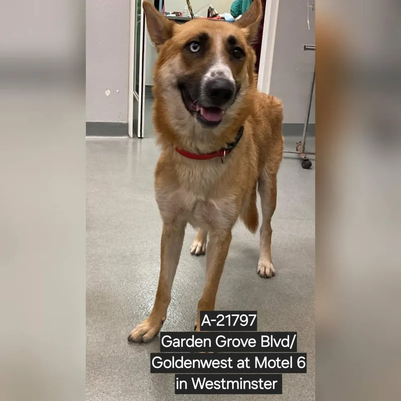 An adult large-sized female Yellow / Tan / Blond / Fawn Akita dog named Wagsstray for adoption in Westminster, CA