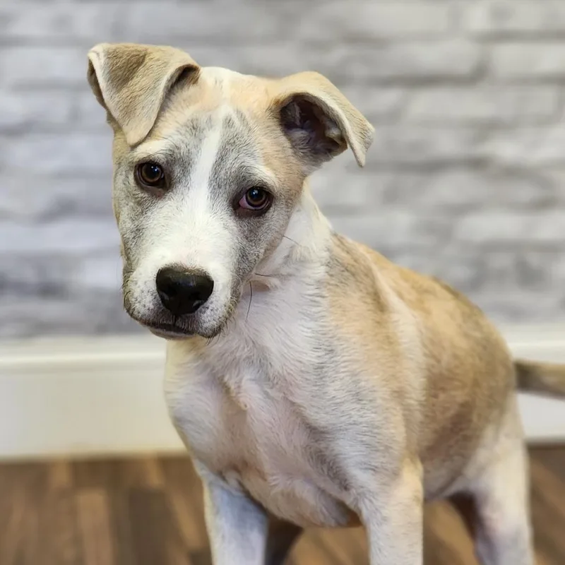 A young small-sized male Retriever dog named Lark for adoption in Montgomery, AL