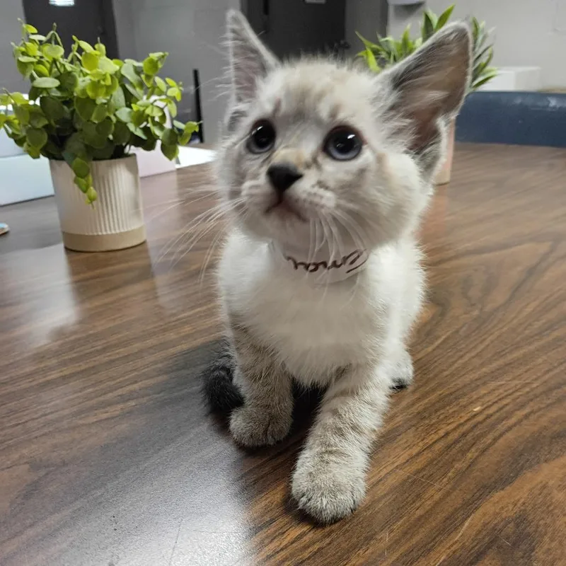 A baby small-sized female White Domestic Short Hair cat named Cloud for adoption in Clanton, AL