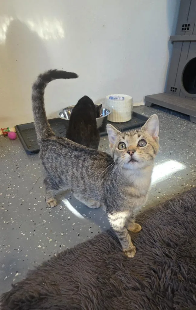 A baby medium-sized female Domestic Short Hair cat named Jazz for adoption in Miami, OK