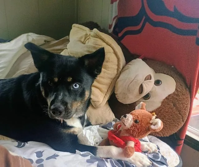 A young large-sized female Australian Kelpie dog named Shelby Dawn for adoption in Fayetteville, AR