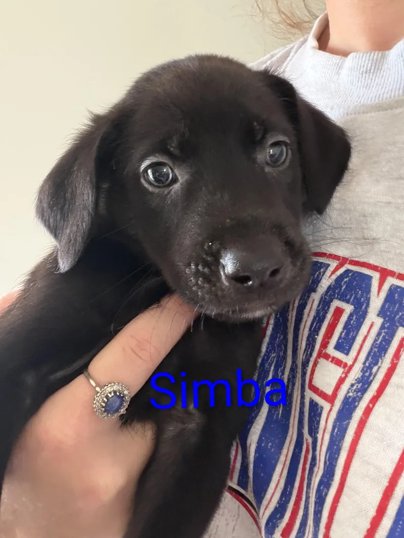 Simba