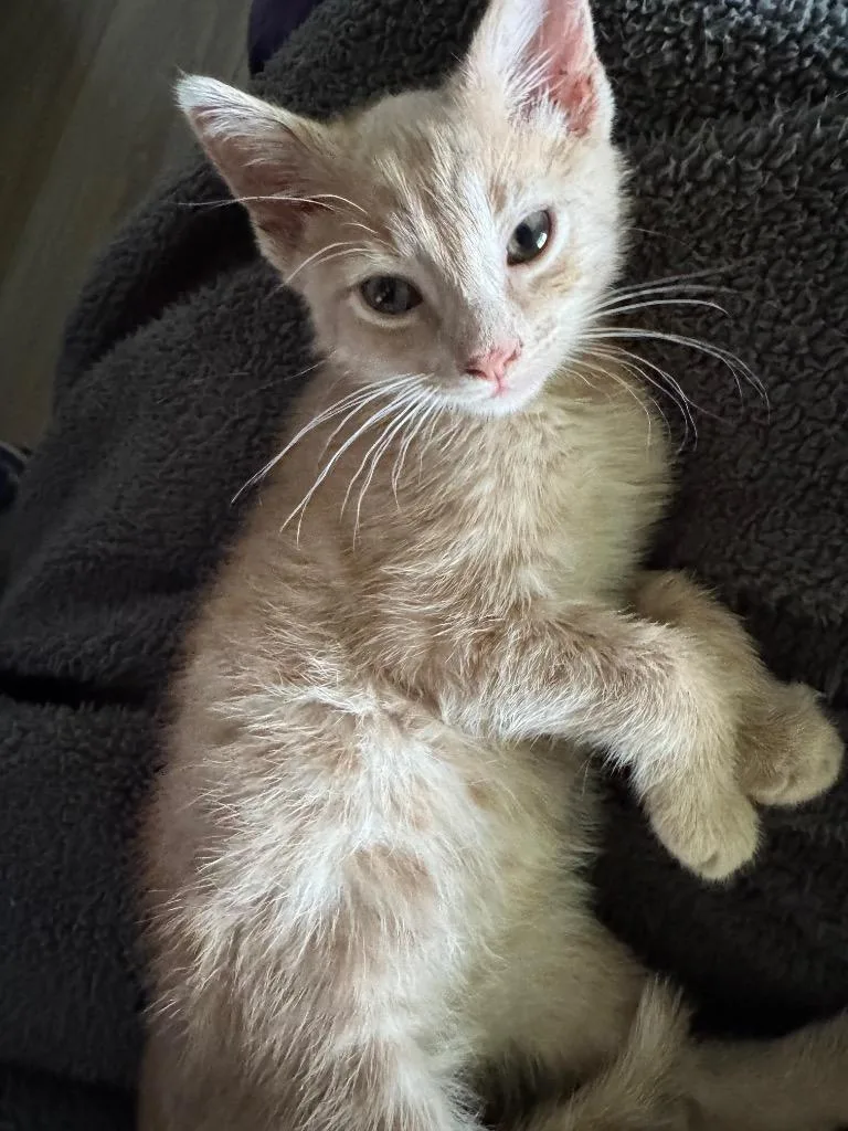 A baby medium-sized male Domestic Short Hair cat named Nugget for adoption in Johnson City, TN