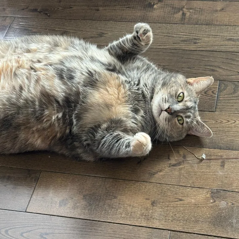 An adult large-sized female Calico Domestic Short Hair cat named Princess Cupcake for adoption in Philadelphia, PA