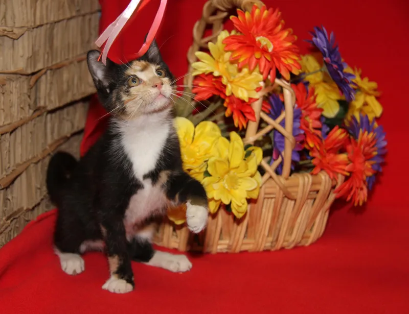 A baby medium-sized female Calico cat named Pebbles for adoption in Marietta, OH