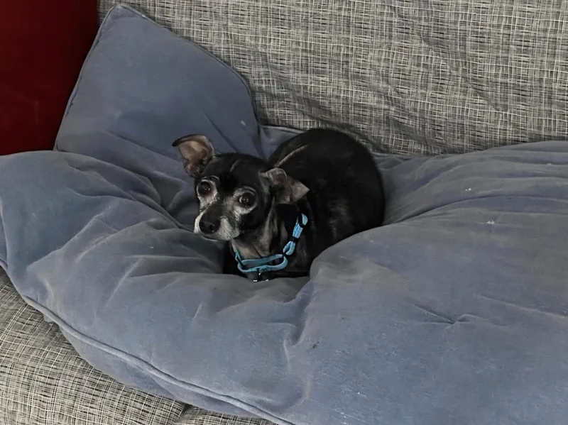 An adult small-sized male Chihuahua dog named Benny for adoption in Knoxville, TN
