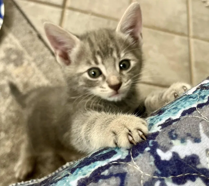 A baby small-sized female Dilute Tortoiseshell cat named Poppy vae for adoption in Rural Hall, NC