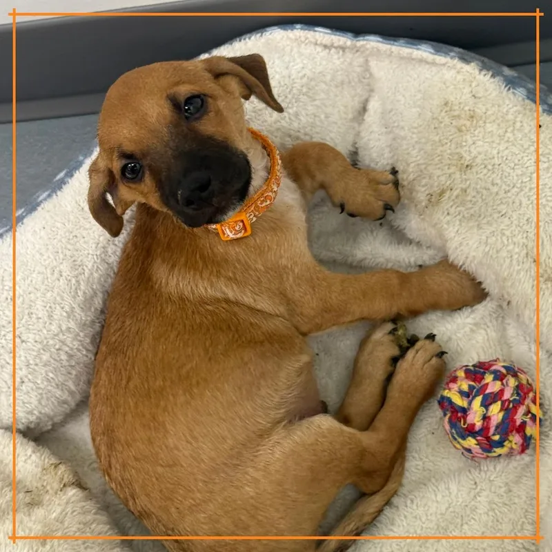 A baby small-sized male Yellow / Tan / Blond / Fawn Chihuahua dog named Obscura for adoption in Austin, TX