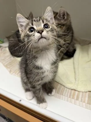 Mochi