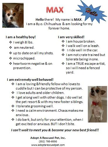 An adult small-sized male Chihuahua dog named Max for adoption in Inverness, FL