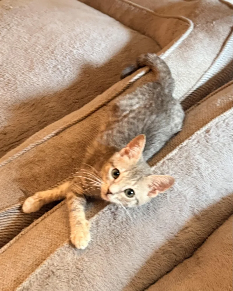A baby small-sized female Gray / Blue / Silver Tabby cat named Gracie for adoption in Tavares, FL