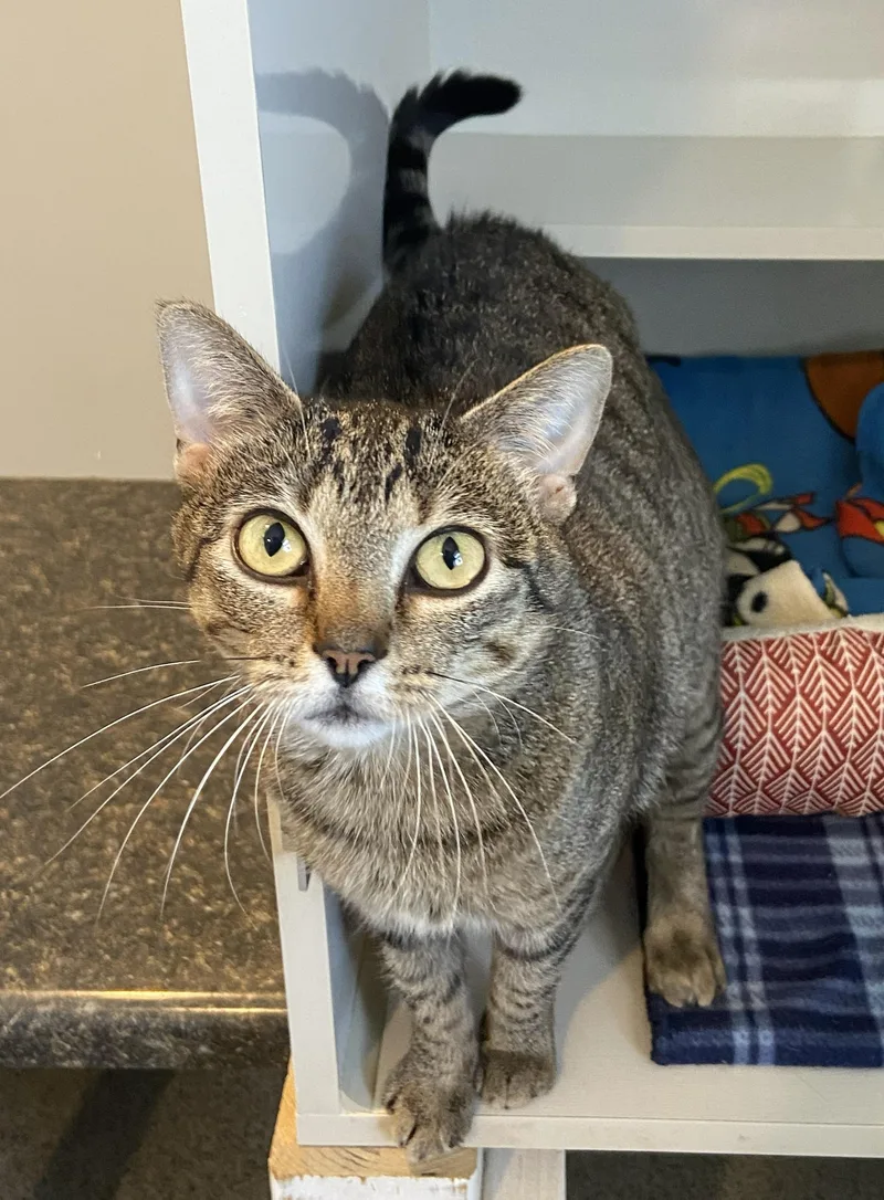 A young medium-sized female Tabby (Brown / Chocolate) Domestic Short Hair cat named Cleo for adoption in Lincoln, NE