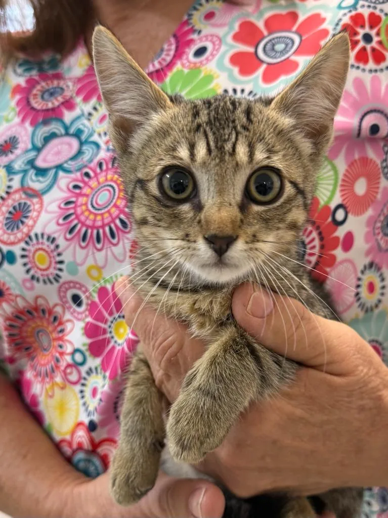 A baby medium-sized male Domestic Short Hair cat named Rabbit for adoption in Vacaville, CA