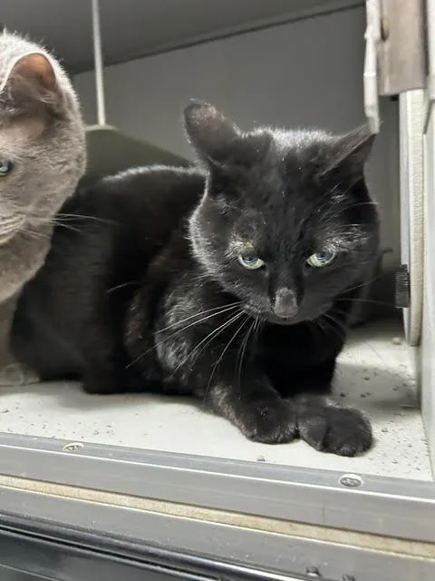 An adult medium-sized female Black Domestic Short Hair cat named Love for adoption in Anoka, MN
