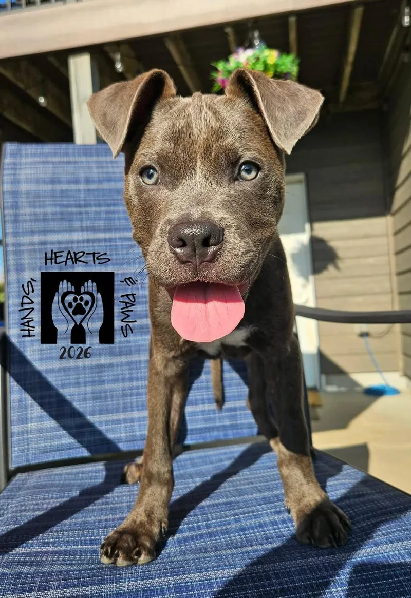 A baby medium-sized male Gray / Blue / Silver Pit Bull Terrier dog named Pedro for adoption in Omaha, NE