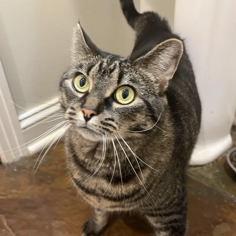 An adult large-sized female Tabby (Gray / Blue / Silver) Domestic Short Hair cat named Willow for adoption in Sanford, NC