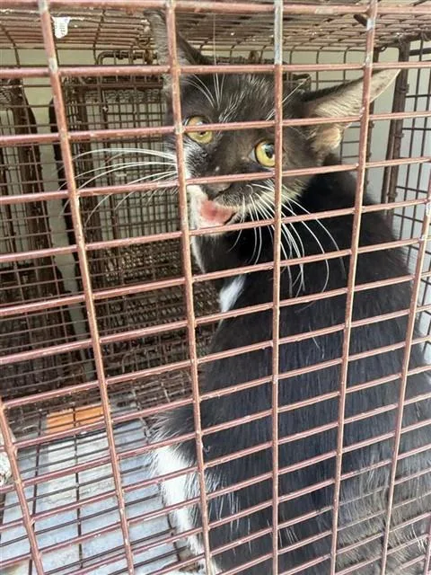 A young medium-sized female Domestic Short Hair cat named A for adoption in Houston, TX