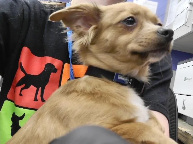A young small-sized female Chihuahua dog named Hillary for adoption in Omaha, NE