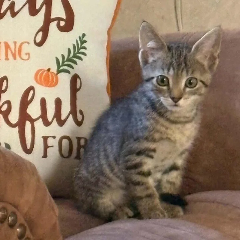 A baby medium-sized male Domestic Short Hair cat named Morgan for adoption in Candler, NC