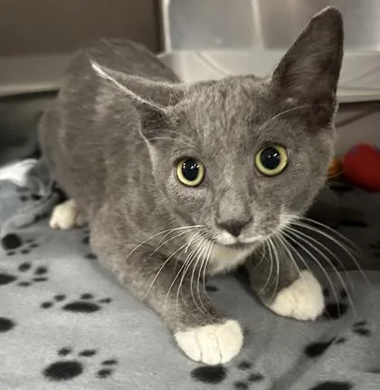An adult small-sized male Domestic Short Hair cat named Stormy for adoption in Phoenix, AZ