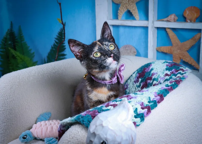 A baby medium-sized female Tortoiseshell cat named Feyre for adoption in Parker, TX