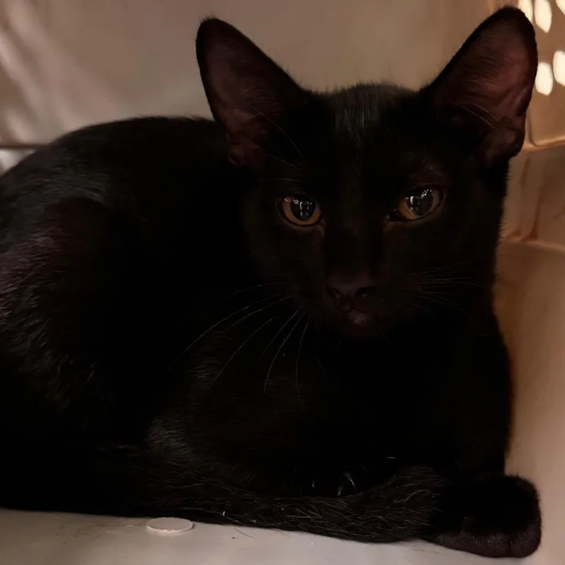 A baby small-sized male Black Domestic Short Hair cat named Dupree for adoption in Lynchburg, VA