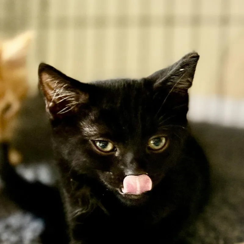 A baby small-sized male Black Domestic Short Hair cat named Jet for adoption in San Diego, CA
