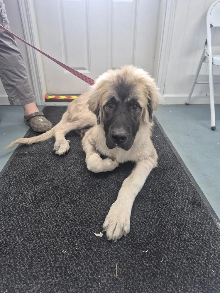 A baby large-sized male Anatolian Shepherd dog named Hobbes for adoption in Linton, IN