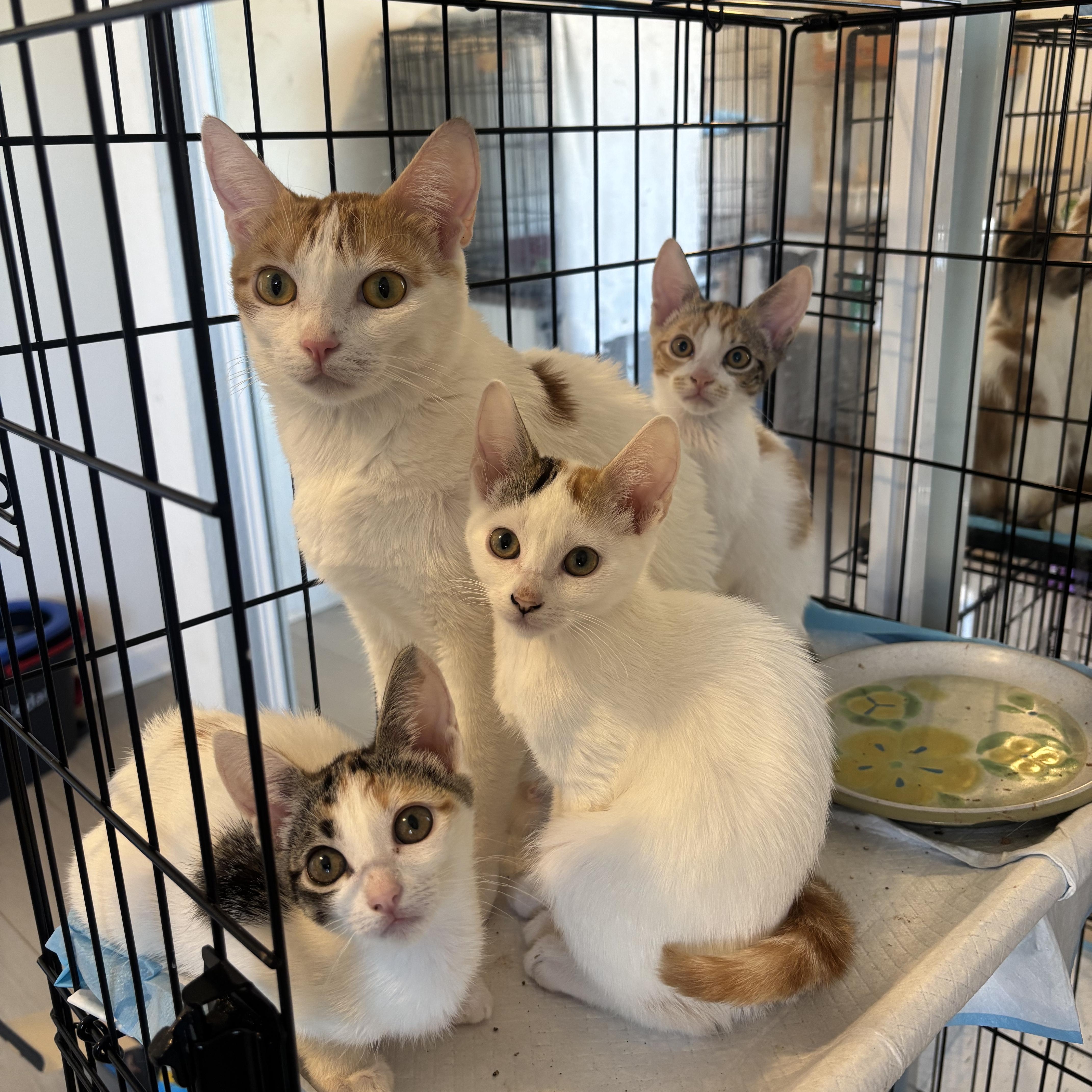An adult medium-sized female Domestic Short Hair cat named Clover for adoption in EWA BEACH, HI