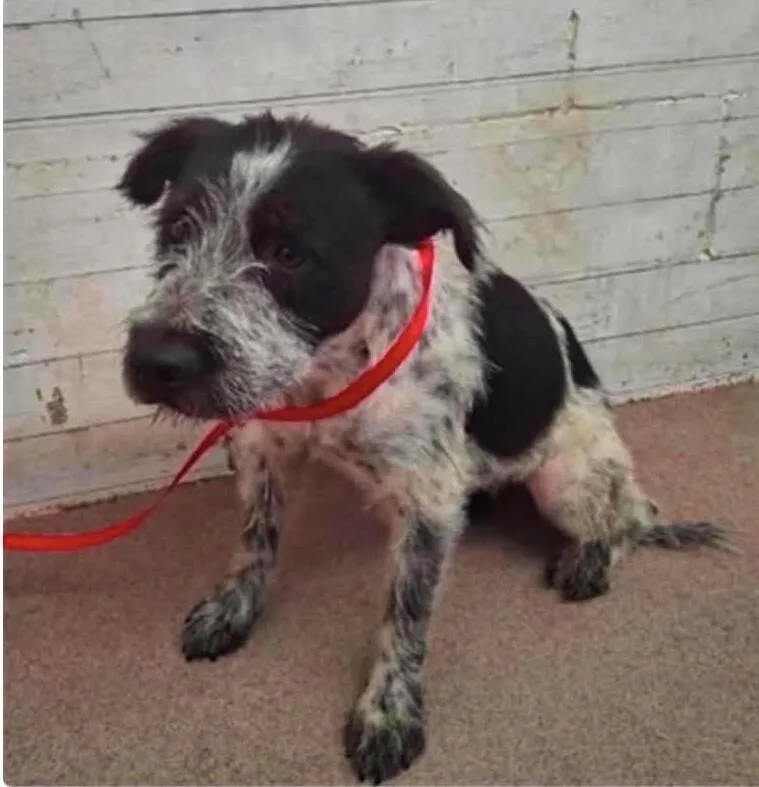 A young medium-sized female Australian Cattle Dog / Blue Heeler dog named Wisteria for adoption in Windsor, CO