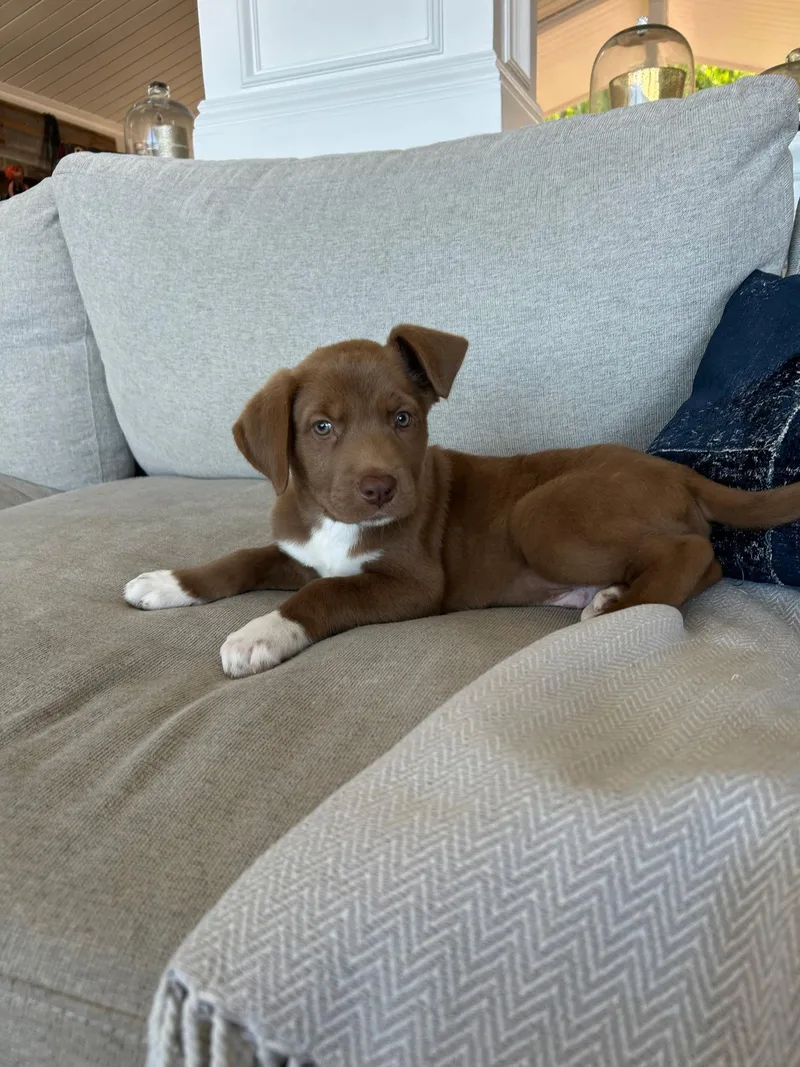 A baby large-sized male Labrador Retriever dog named River for adoption in San Diego, CA