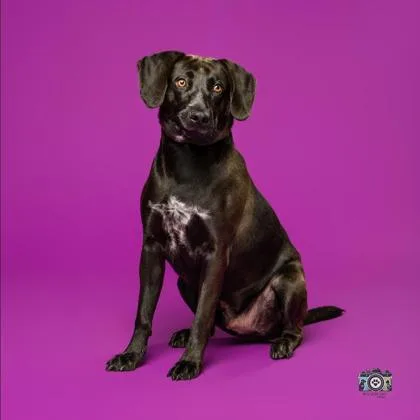 An adult large-sized male Mixed Breed dog named Gansito for adoption in El Paso, TX