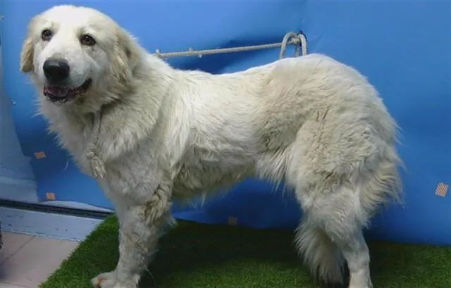 An adult medium-sized female Great Pyrenees dog named Charlotte for adoption in Gardena, CA