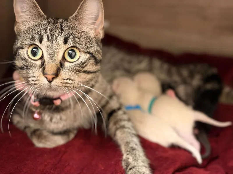 A young medium-sized female Domestic Short Hair cat named Layla  Max Apps for adoption in Minneapolis, MN