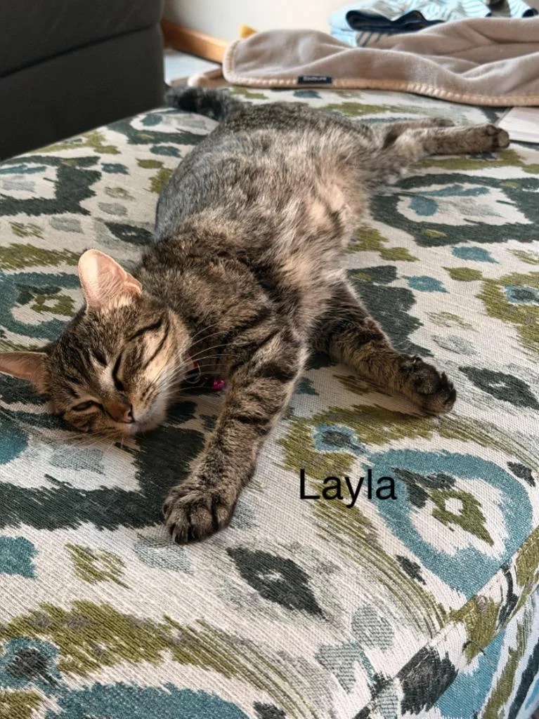 Layla  Max Apps thumbnail 2