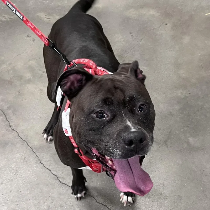 A senior medium-sized female Black Terrier dog named Rue for adoption in Tampa, FL