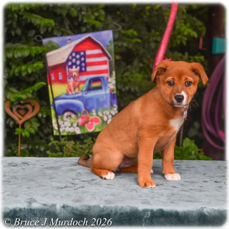 A baby small-sized female Black Labrador Retriever dog named Skittles for adoption in Wake Forest, NC