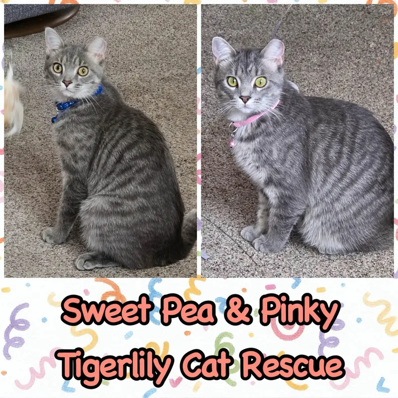 A baby medium-sized female Tabby (Gray / Blue / Silver) Domestic Short Hair cat named Sweet Pea & Pinky for adoption in Sterling Heights, MI