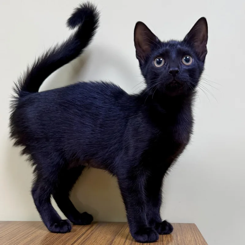 A baby medium-sized female Black Domestic Short Hair cat named Messi for adoption in Murphysboro, IL