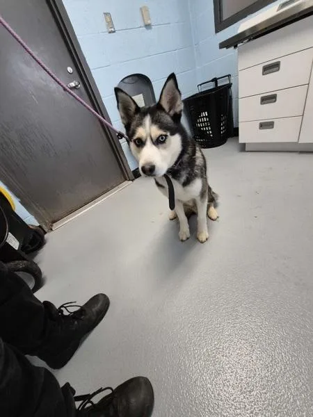 An adult medium-sized male Siberian Husky dog named Ic for adoption in Lawrenceville, GA