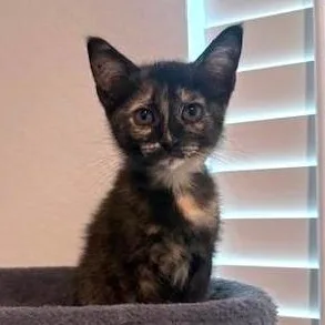 A baby medium-sized female Tortoiseshell Domestic Short Hair cat named Firefly for adoption in Houston, TX