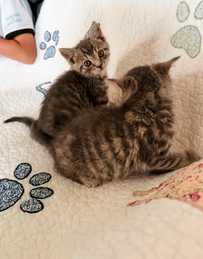 A baby medium-sized female Tabby (Brown / Chocolate) Domestic Short Hair cat named Matcha for adoption in Philadelphia, PA