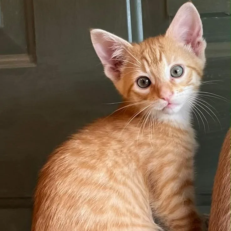 A baby small-sized female Orange / Red Domestic Short Hair cat named Georgie for adoption in Winchester, VA