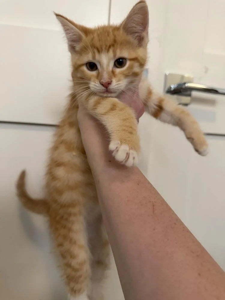 A baby small-sized male Orange & White Domestic Short Hair cat named Rocket for adoption in Chicago, IL