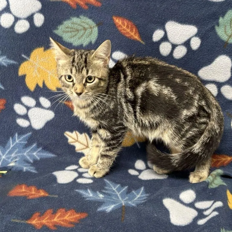 A baby medium-sized female Tabby (Brown / Chocolate) Domestic Short Hair cat named June Bug for adoption in Valdosta, GA