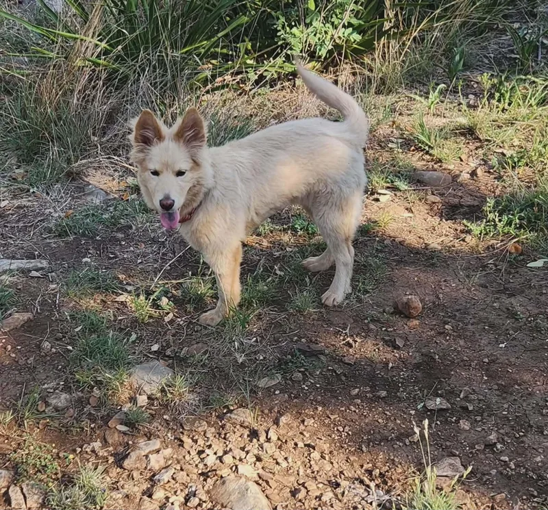 A baby medium-sized female White / Cream Australian Shepherd dog named Ashlynn Jw for adoption in Austin, TX