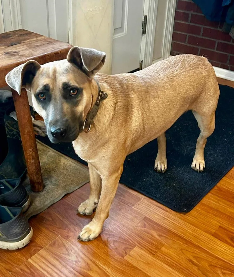 A young medium-sized female Mixed Breed dog named Koolaid for adoption in Fond Du Lac, WI